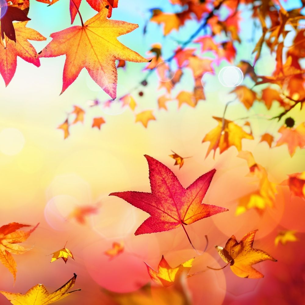 Fall Scent Marketing – the benefits of an autumnal scent to businesses