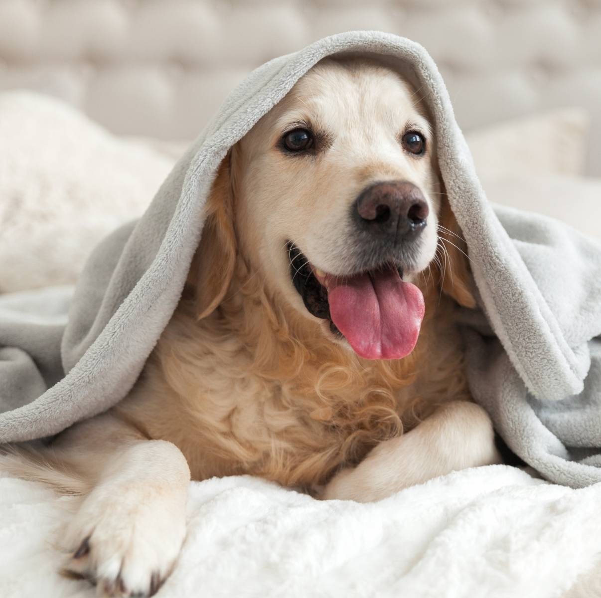 Why odor control is beneficial for those with pets